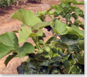 complete the first of the Jatropha genome