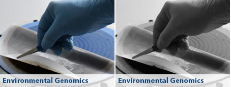 environmental genomics