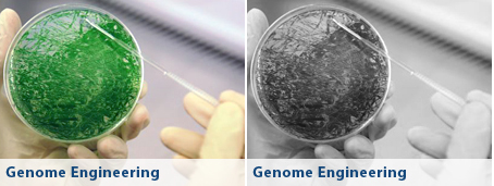 metabolic engineering