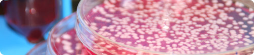 Petri Dish