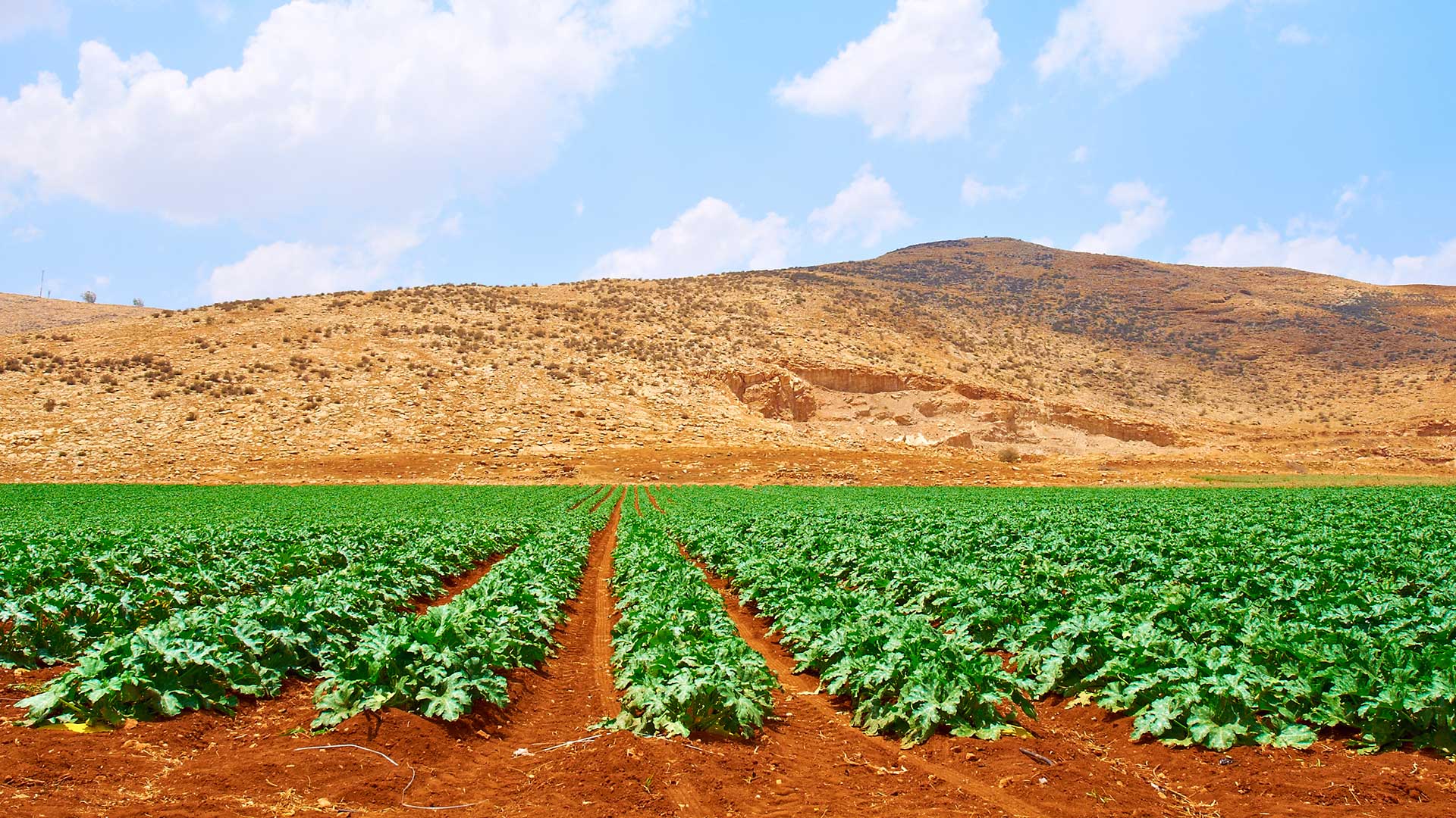 slider-desert-cultivation-tall.jpg